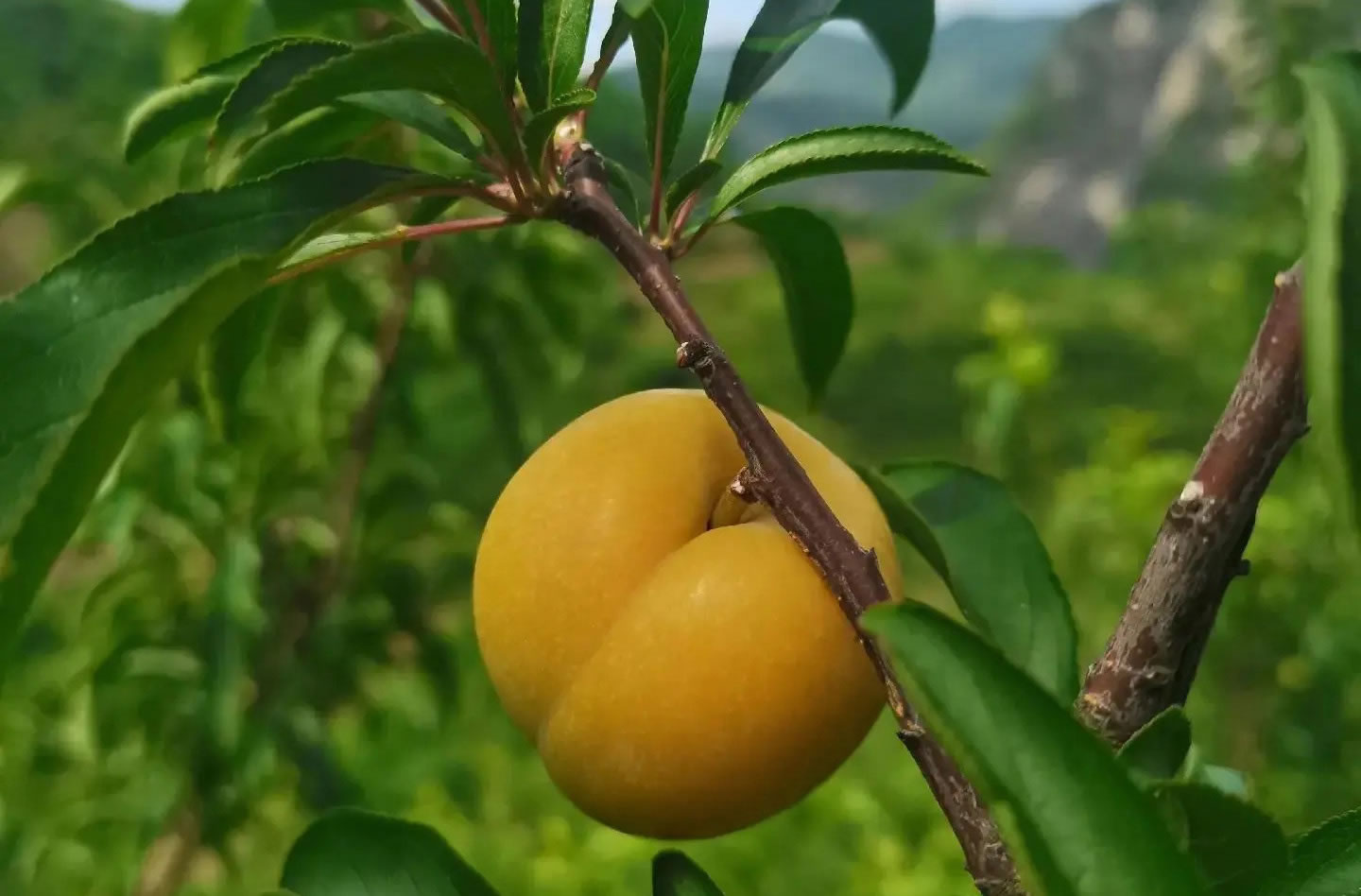 贵州蜂糖李