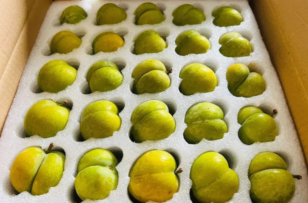 脆甜蜂糖李
