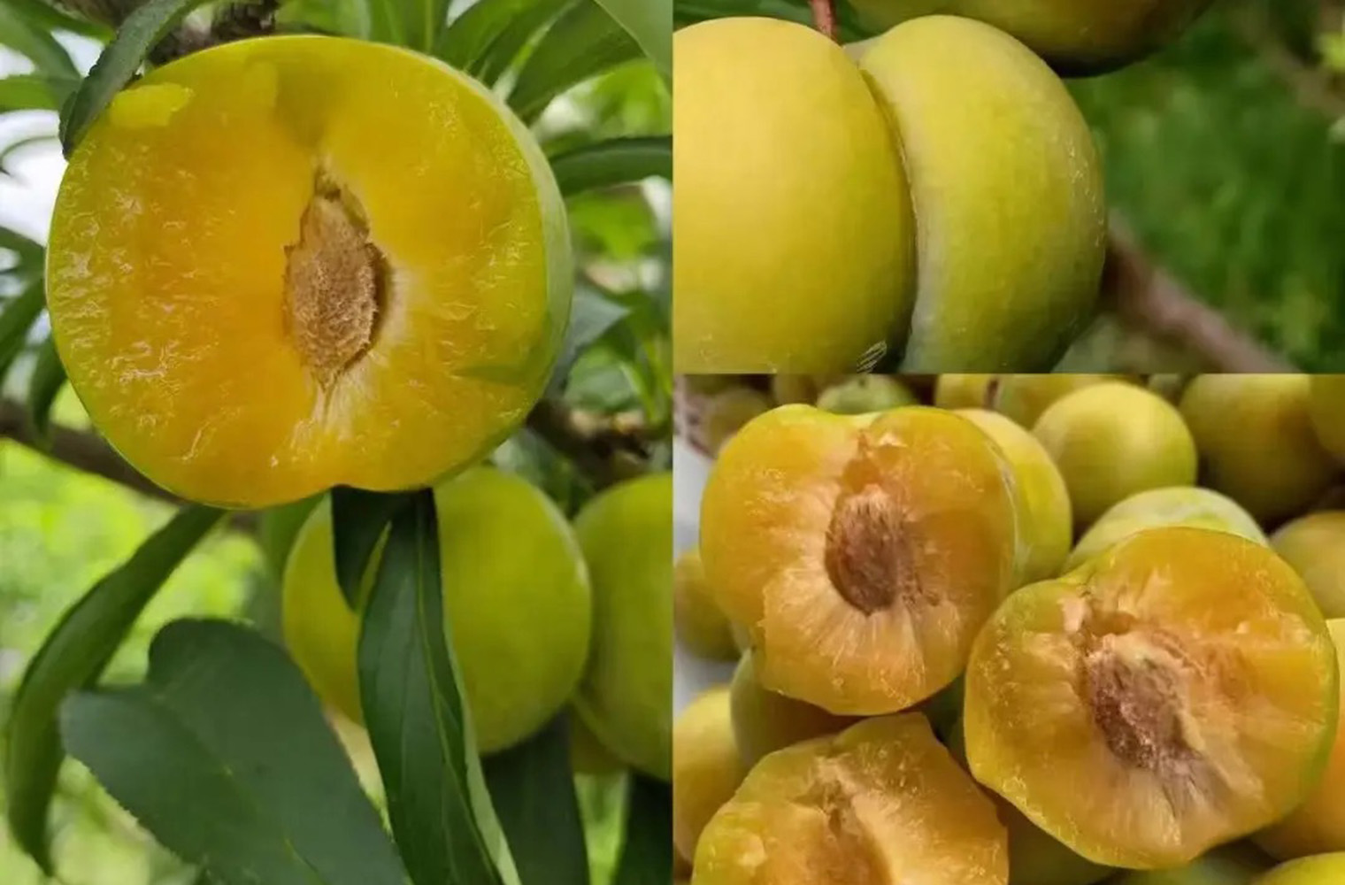 蜂糖李