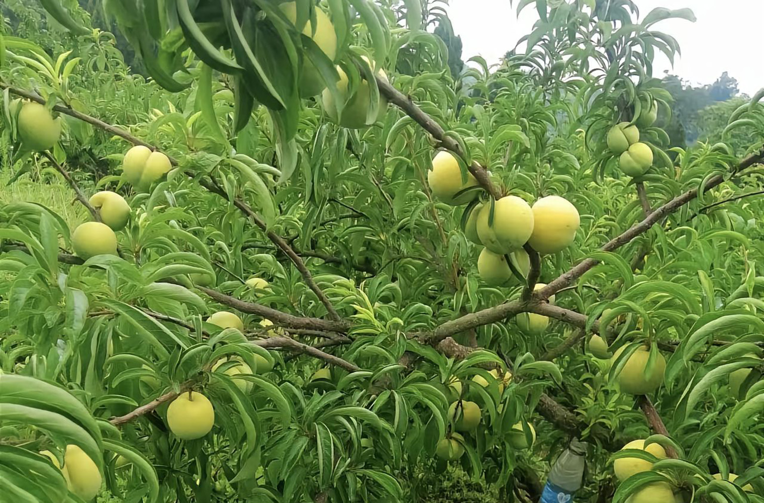 蜂糖李的叶子颜色